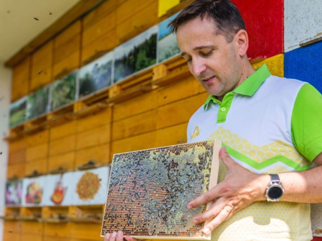 Čebelarjenje v Sloveniji in globalni pogled na čebelarstvo
